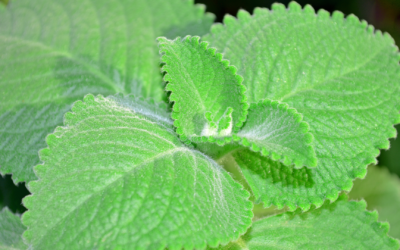 Cuban Oregano: The Wellness Wonder You Didn’t Know You Needed