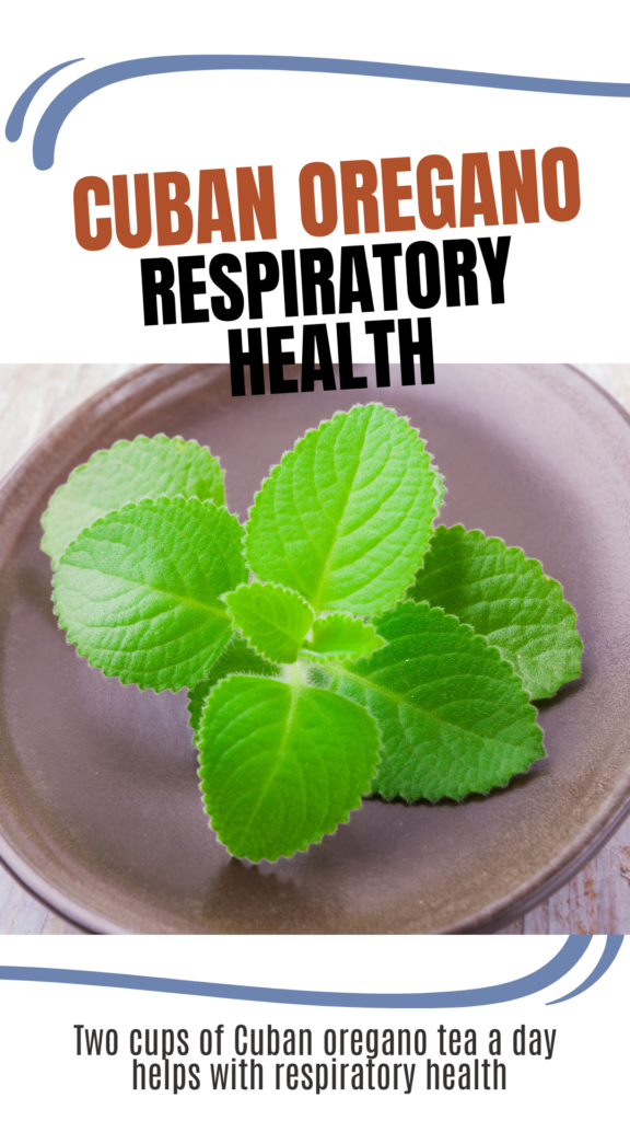 Cuban oregano