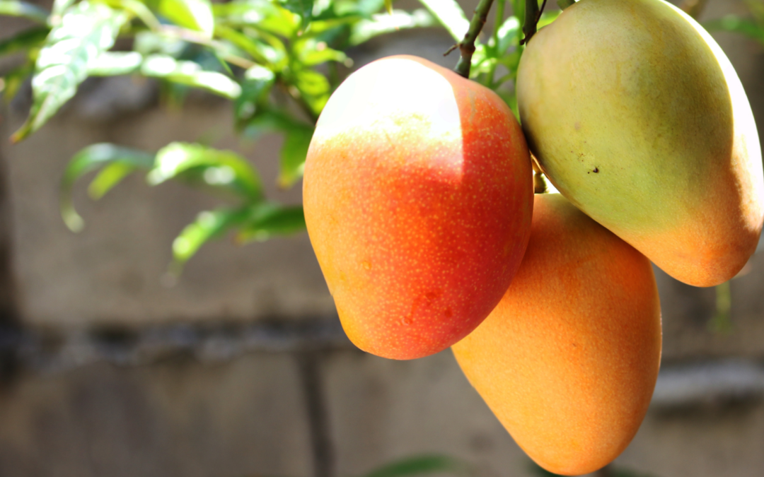 Supercharge with Mango Magic: Eat One or Two Daily!