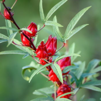 Sorrel: 10 Surprising Health Benefits 2 Raw sorrel