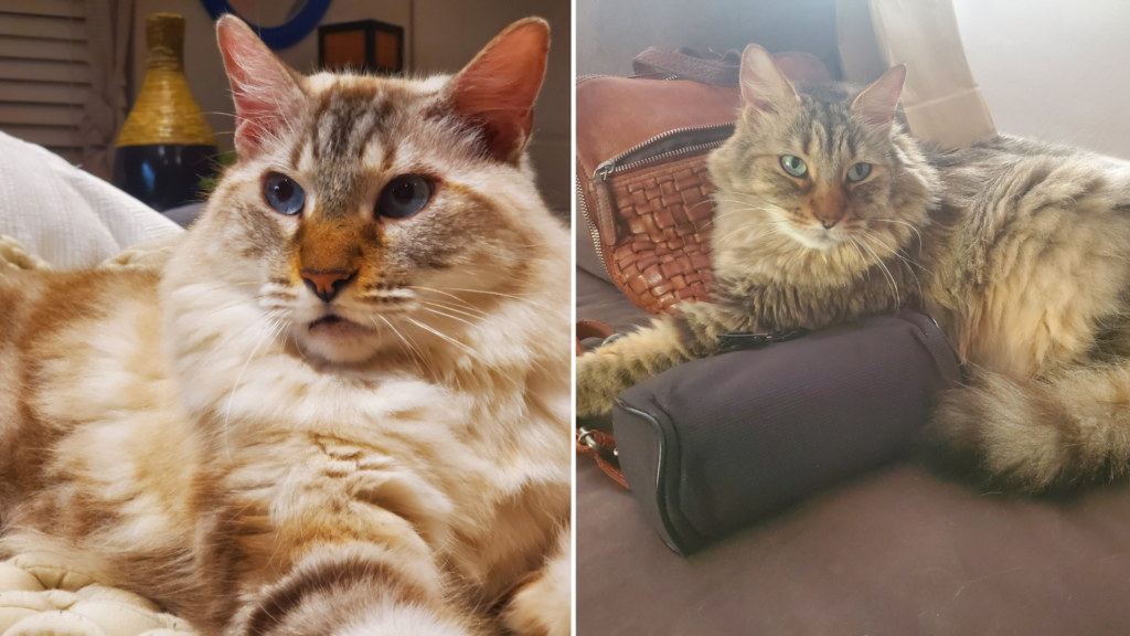 Cats Suki and Screechie: A Brother-Sister Bond Like No Other 8 Cats