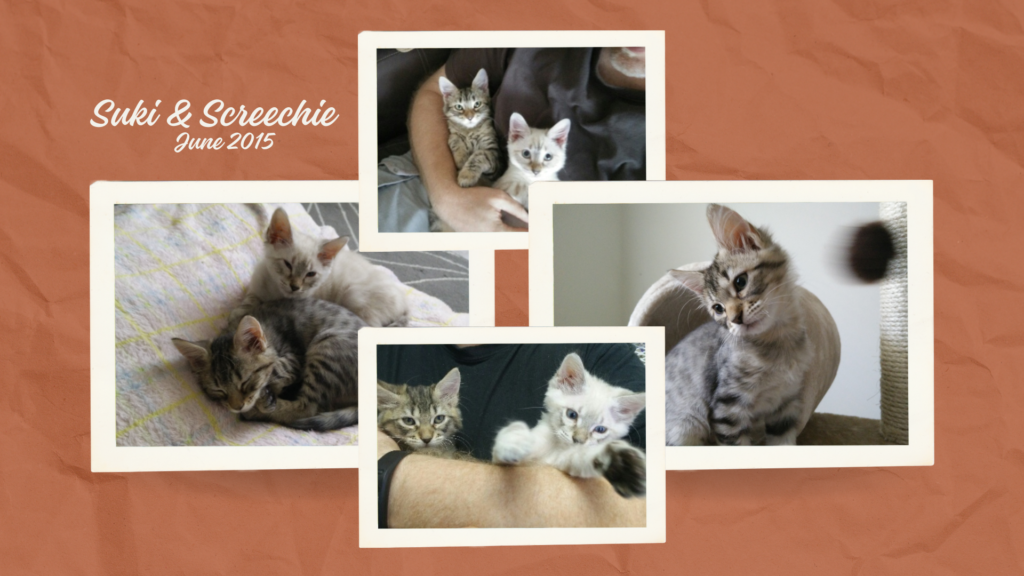 Cats Suki and Screechie: A Brother-Sister Bond Like No Other 5 Kittens