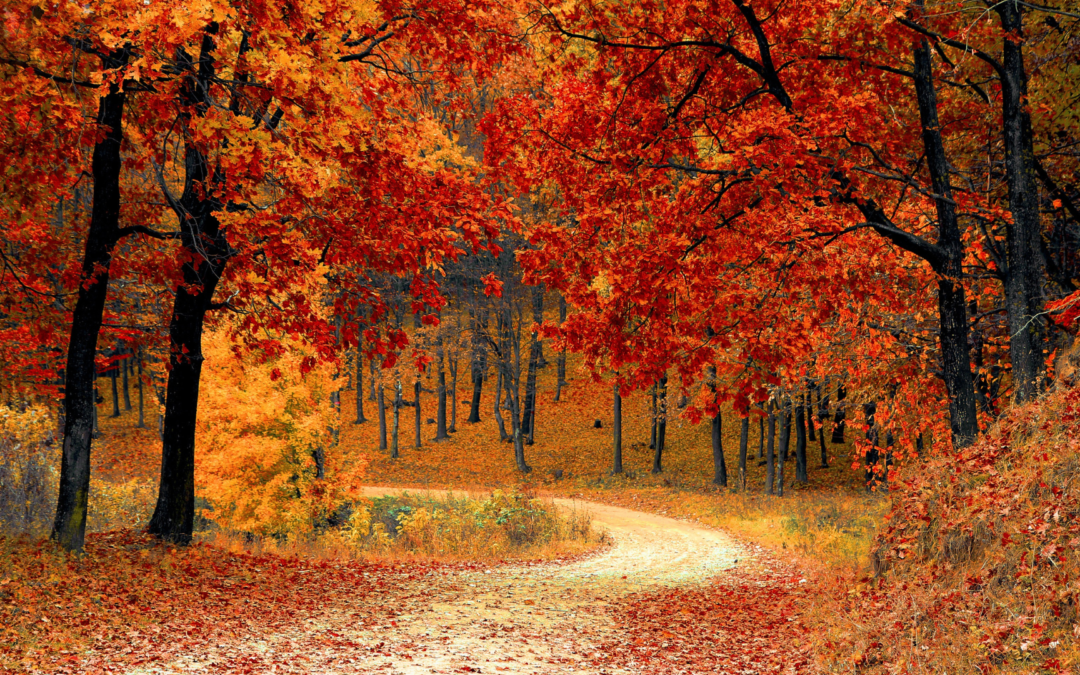 Embracing Autumn’s Magic: A Floridian’s Guide to Fall Foliage and Festive Flavors