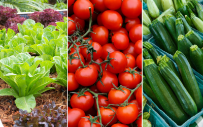 20 Delicious Vegetables and Herbs to Plant in December for a Bountiful Winter Garden