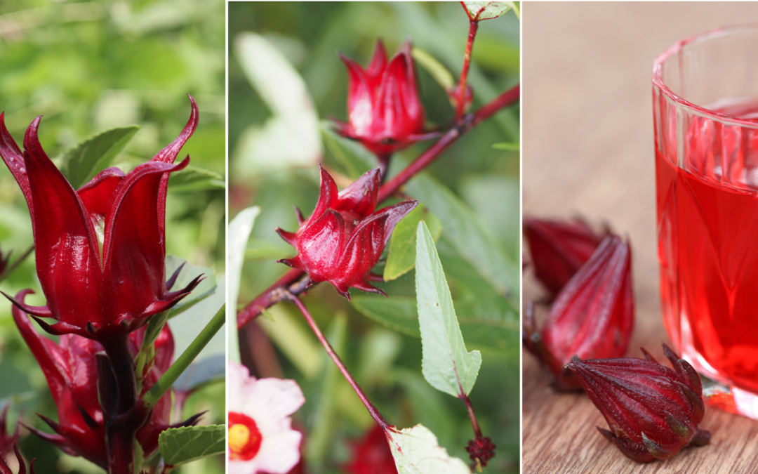 Sorrel: The Heart-Healthy, Antioxidant Dynamo for Radiant Wellness