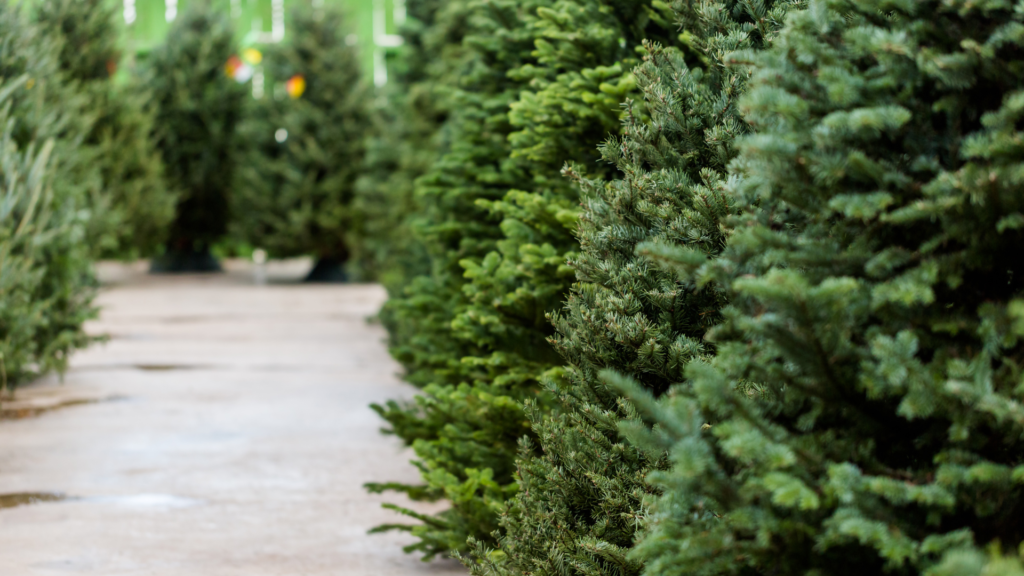 Real Christmas Trees