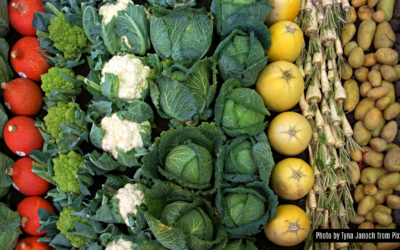 20 Delightful Veggies and Herbs to Plant in January: A Central Florida Gardener’s Guide