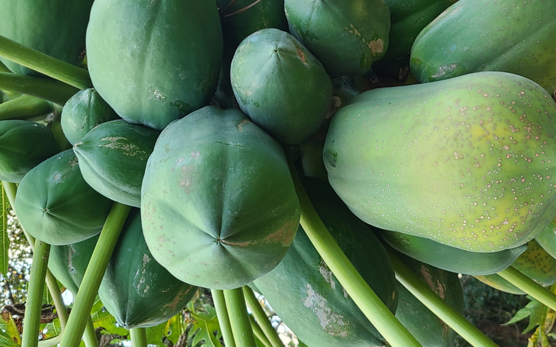 Tropical Bliss: The Ultimate Papaya, Pineapple, and Banana Smoothie Recipe for Glowing Health