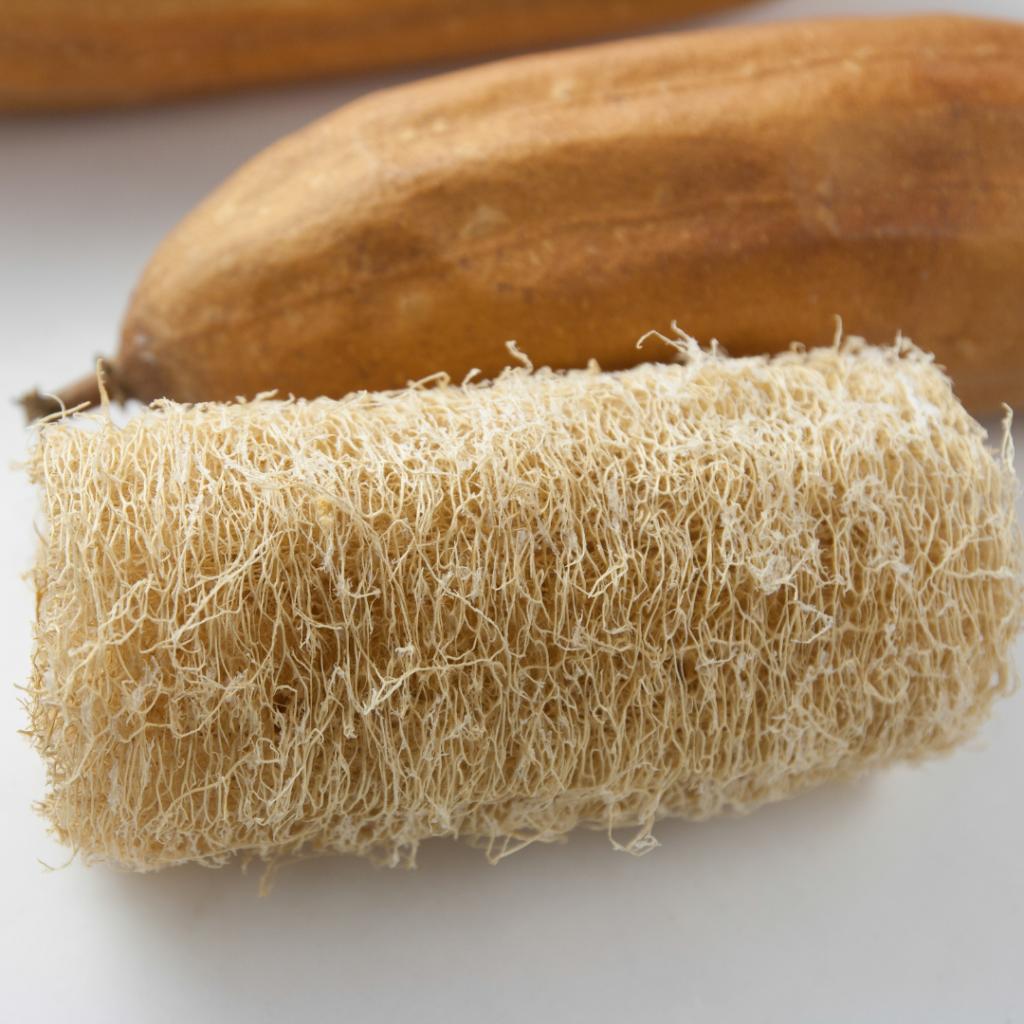 March Vegetable Planting Guide: 10 Delicious Vegetables and Fruits to Supercharge Your Garden 3 Luffa