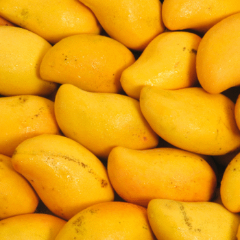 Ultimate Refreshing Mango Key Lime Pie Recipe: Effortless, No-Bake Tropical Bliss 2 Mango