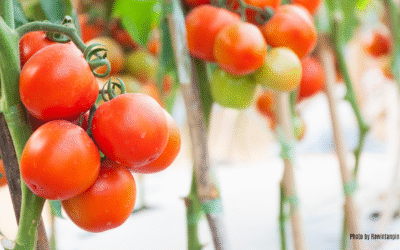 7 Must-Grow Veggies for Central Florida: Your June & July Planting Guide