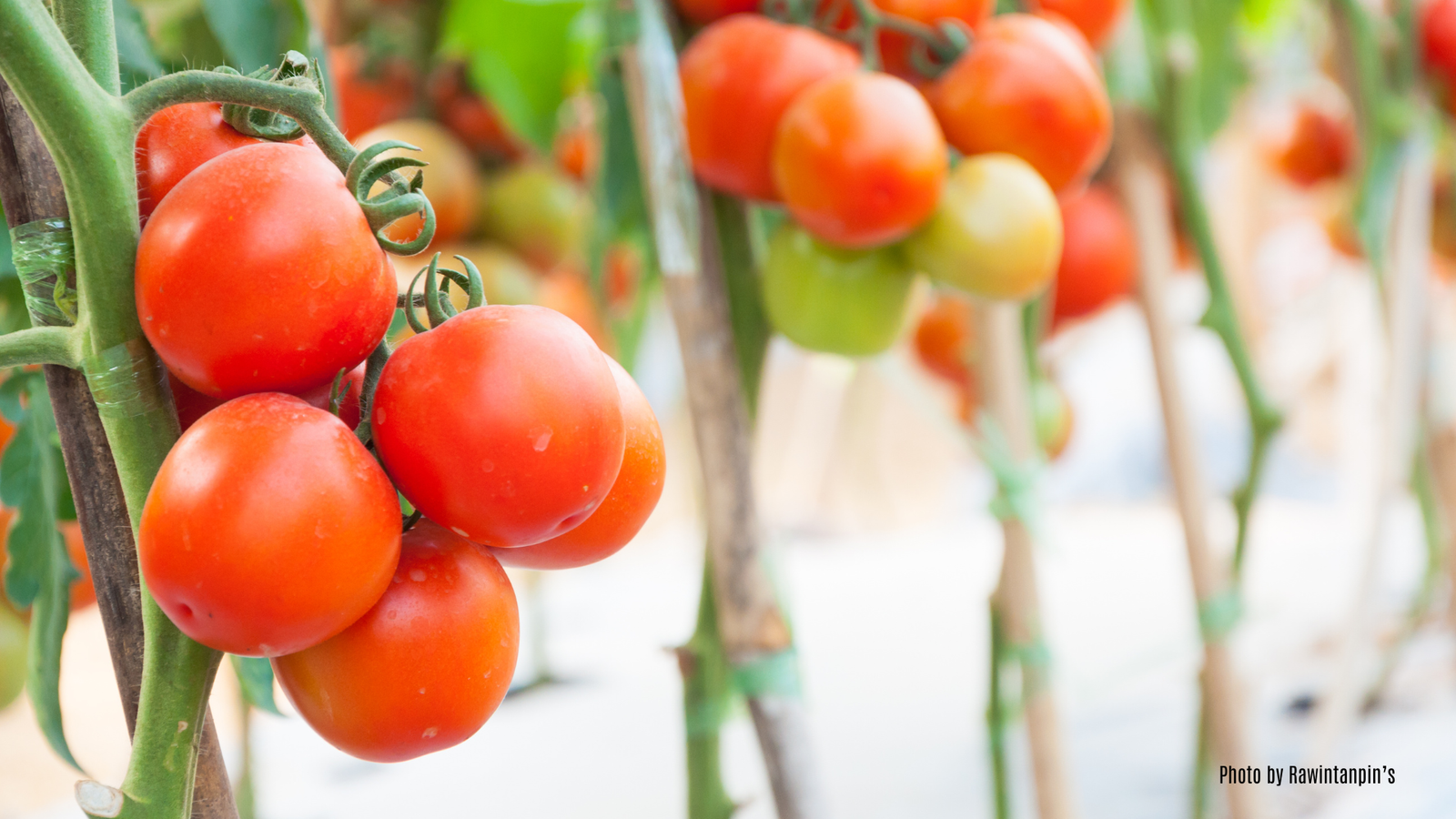 Must Grow Veggies in Central Florida