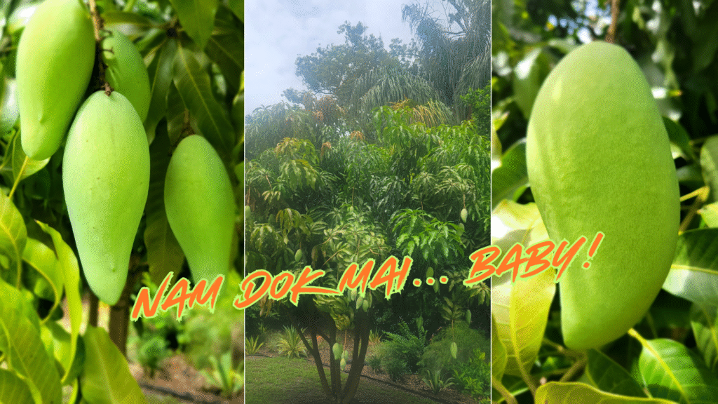 Mangoes - Nam Dok Mai