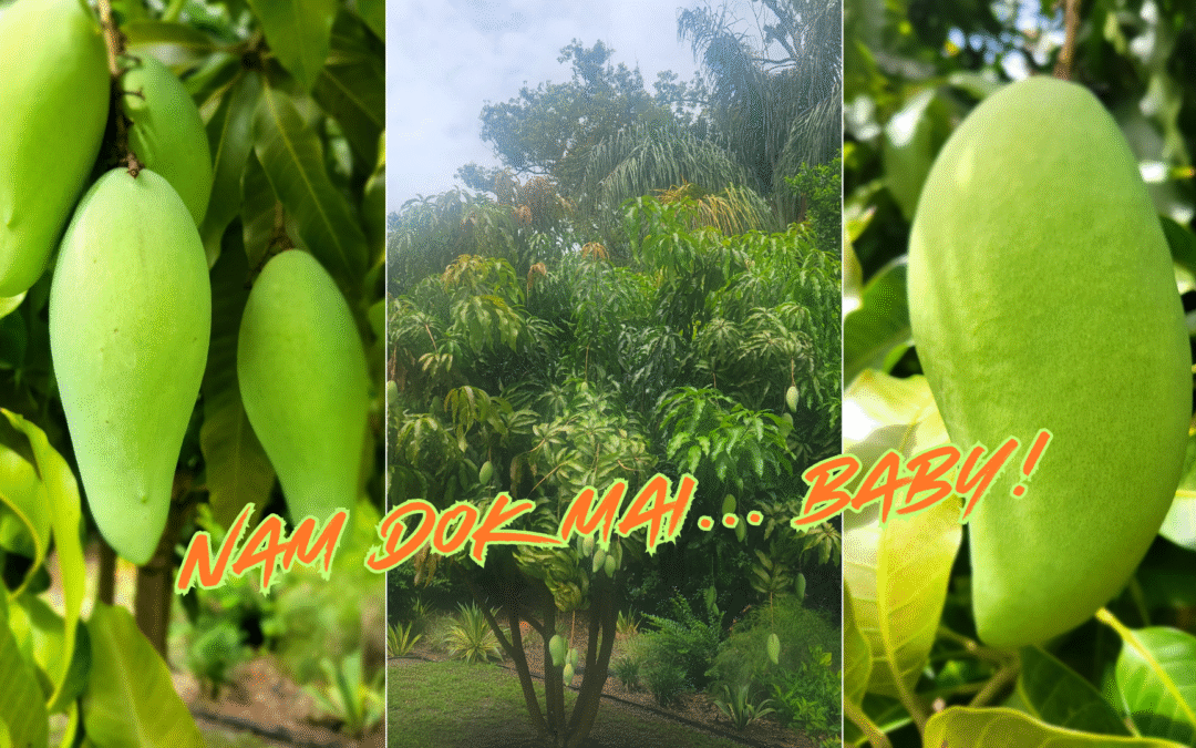 Mangoes Make Florida Summers Unbeatable: The Daily Delight You Can’t Resist