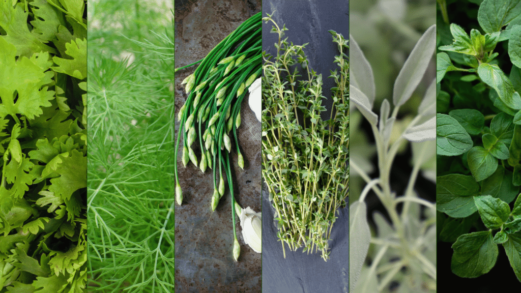 What to Plant in Central Florida for Autumn: A Complete Guide 4 What to Plant in Autumn