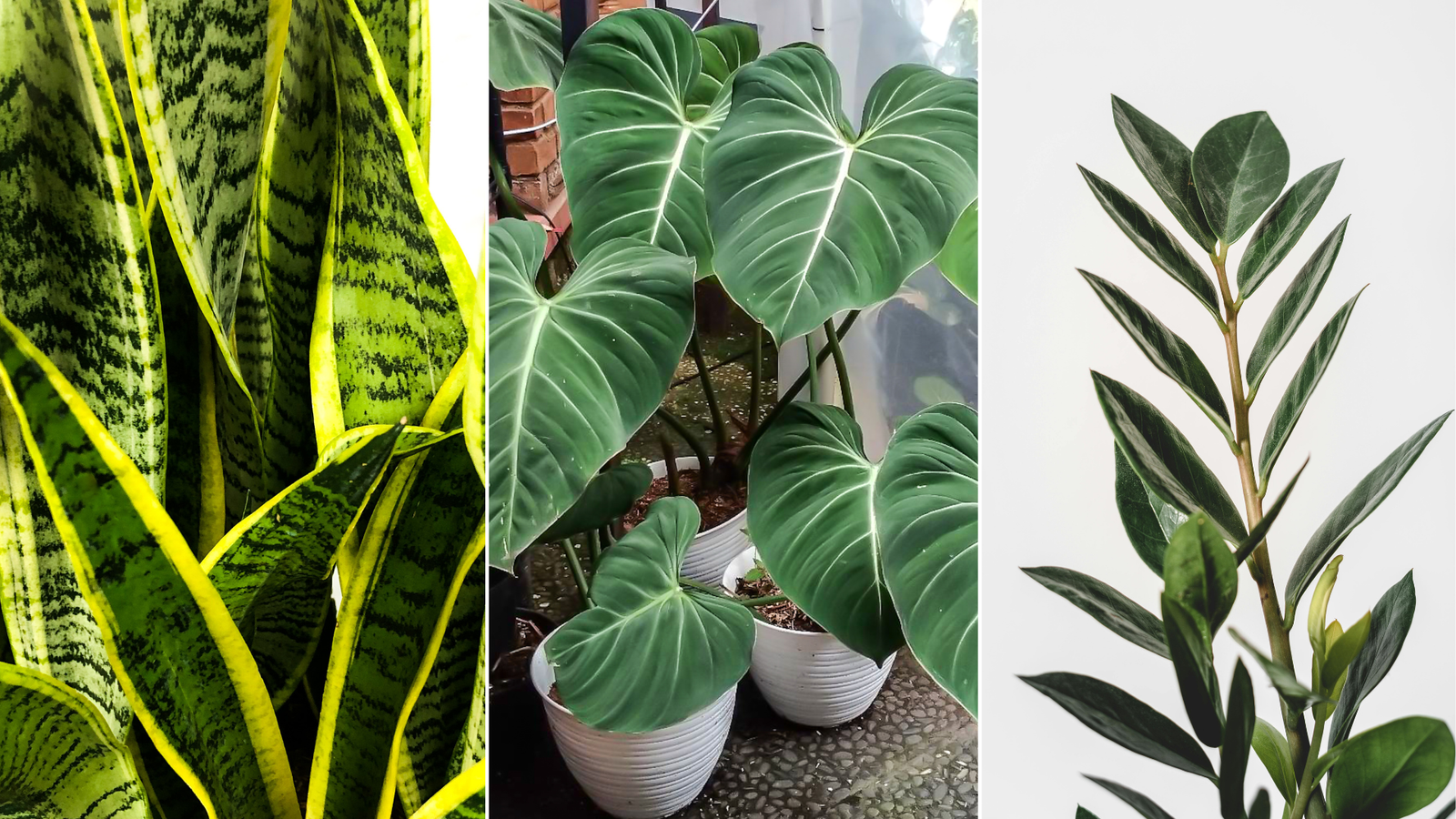 Thriving Indoors: The Beginner’s Guide to Indoor Plants 2 Indoor plants