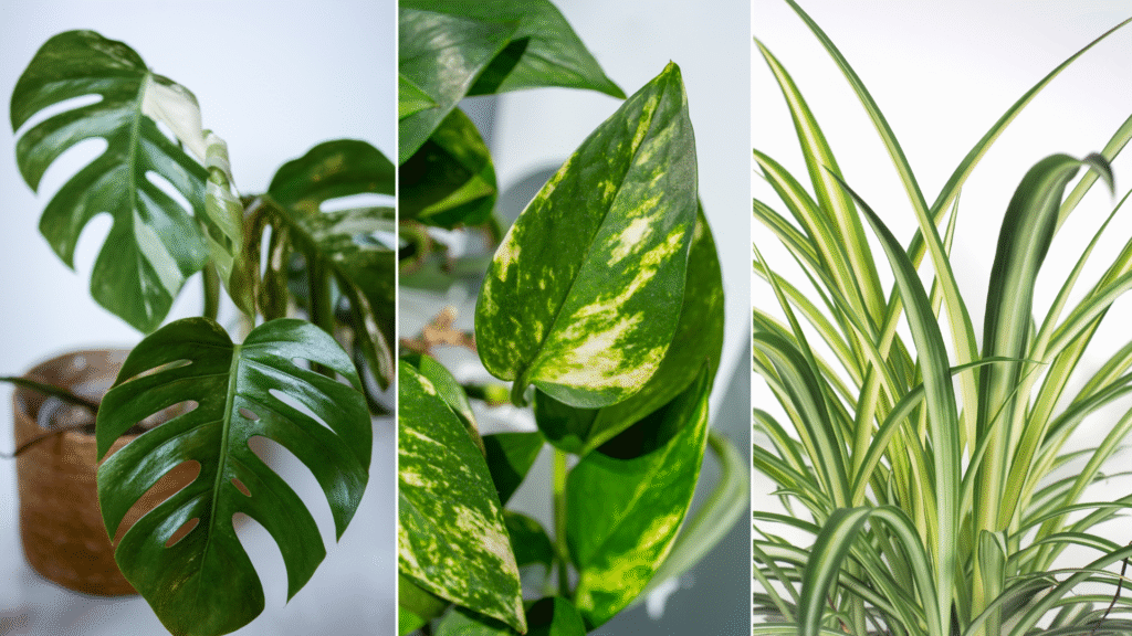 Thriving Indoors: The Beginner’s Guide to Indoor Plants 6 Indoor Plants