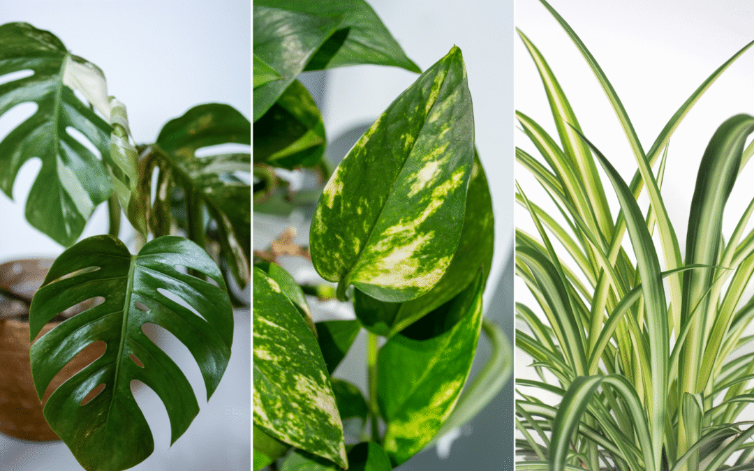 Thriving Indoors: The Beginner’s Guide to Indoor Plants