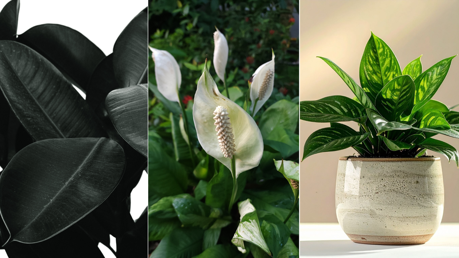 Thriving Indoors: The Beginner’s Guide to Indoor Plants 3 Indoor plants