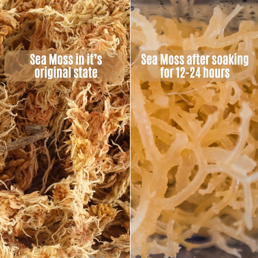 Dried and Soaked Sea Moss